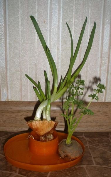 Овощи, которые прорастают из очистков
